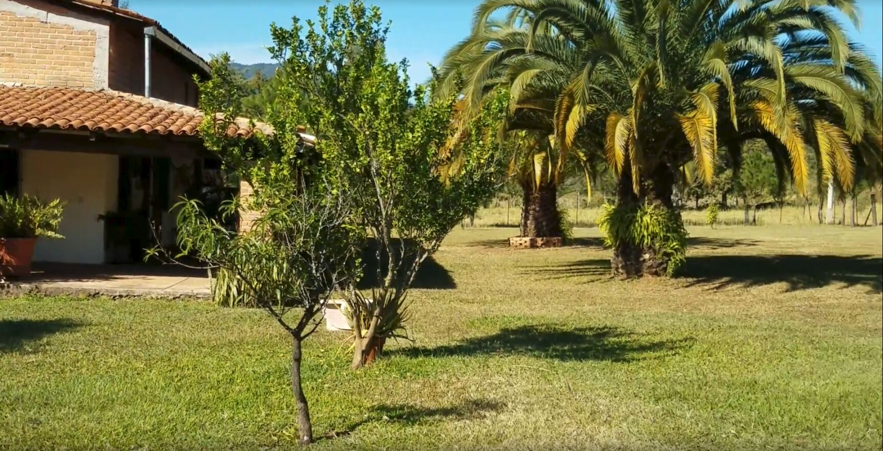 Casa principal con palmeras y jardín